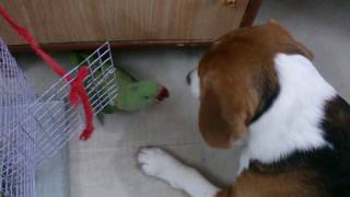 Parrot fighting with a Beagle dog | Beagle