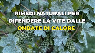 Rimedi naturali per difendere la vite dalle ondate di calore