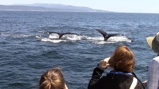 5.13.14 Risso's Dolphins \u0026 Humpback Whales Monterey Whale Watching