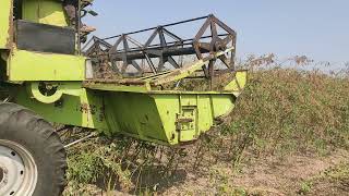 तूर /अरहर की हार्वेस्टिंग tur arahar ki harvesting