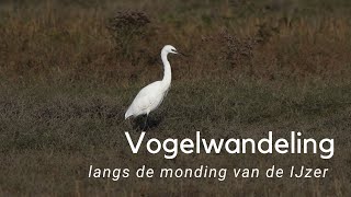 Vogelwandeling langs de IJzermonding #1083