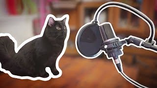 I Wrote A Theme Song For My Cats