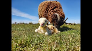 Cute Newborn Lamb From Seconds After Birth to Standing