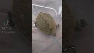 Tartaruga Graptemys  🐢 - Graptemys turtle