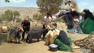 Mojtaba's return to the warm embrace of a nomadic family after three months