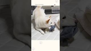 欲張りな靴下ハンター｜PECO #柴犬 #白柴 #柴犬のいる暮らし #柴犬大好き #shiba #shibainu #shibainulife #shibainulove