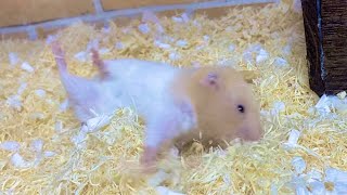 手足の自由を奪われたハムスター　おもしろ可愛い動物