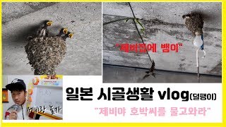 일본 시골생활 vlog (제비집에 뱀)