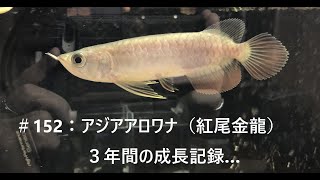 ＃152：アジアアロワナ（紅尾金龍）３年間の成長記録…