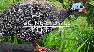 ホロホロ鳥ってどんな鳥？/Guineafowls