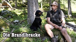 Warum Bracken - Brandlbracken und ihr Weg