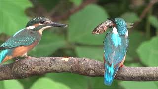 カワセミの給餌