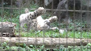 ユキヒョウ少年フク　天高く跳び回るボクとミルチャ姉さんニャ Season for Snow Leopards leap about..2022.10月 Snow Leopard Cub