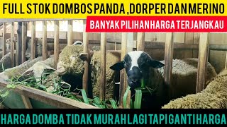 UPDATE HARGA KAMBING DOMBA DOMBOS,MERINO,DORPER MENJELANG RAMADHAN, TIDAK MURAH TAPI GANTI HARGA.