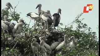 Annual bird census begins in Bhitarkanika National Park in Odisha's Kendrapara