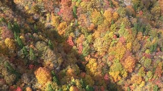 氷ノ山の紅葉