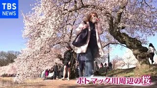 米・ワシントンで桜満開 マスクなしで花見客にぎわう