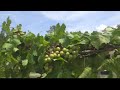 Muscadine harvest time