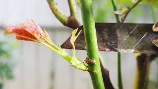 给月季定点促芽，这招最好用，找准位置划一刀，很快就冒芽