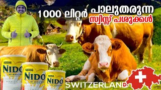 EUR#37 🇨🇭 പശുക്കളെ വളർത്തി കോടികൾ സമ്പാദിക്കുന്ന സ്വിസ്സ് ജനത🔥🔥 മലയാളികൾ കണ്ട് പഠിക്കണം 🔥🔥