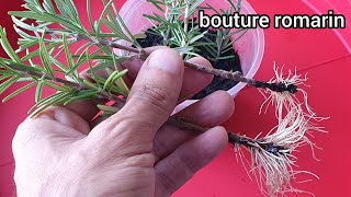 Bouturer le romarin, une réussite à 100%
