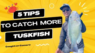 5 Steps to catch more Black spot Tuskfish (best Tasting Fish in the Ocean)