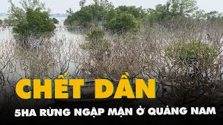 5ha rừng ngập mặn ở Quảng Nam bị chết dần chưa rõ nguyên nhân