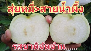 ฝรั่งสุ่ยหมี่​ ไร้เมล็ด​