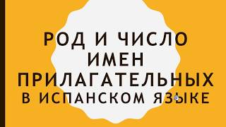 Род и число прилагательных в испанском языке