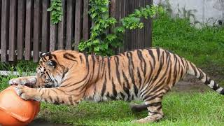 突然の雷雨の後　ご機嫌な風さん　天王寺動物園のアムールトラ