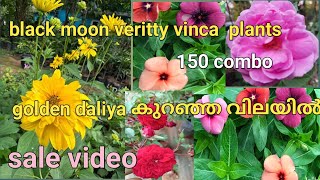 vinca combo. golden daliya.sent rose. mandivilla plants sale video