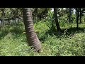 8248086875 dindigul damiann real estate 11 acer coconut farm agri land sales