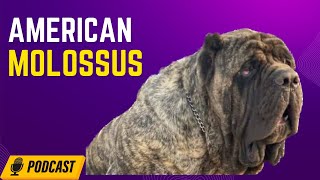 American Molossus - Marcus E. Curtis | HOD #9