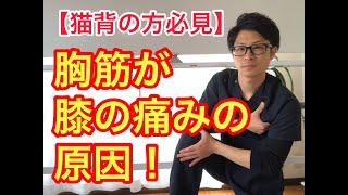 【特別版】胸が膝の痛みの原因！？膝の痛みを治す胸筋ストレッチ！【蕨市整体】