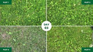Weed Control Time-lapse
