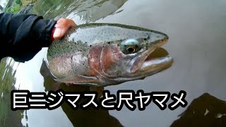 【渓流釣り】【餌釣り】やっぱり川虫が強い！？現地採取のクロカワ虫を使ったら入れ食い。