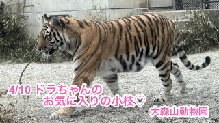 4/10 ドラちゃんの、お気に入りの小枝♡