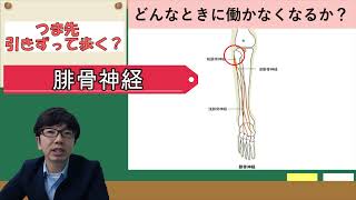 つま先をひきずって歩くときに障害のある可能性が高い筋肉　【解剖生理学・形態機能学】