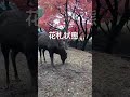 もみじと鹿。花札状態の奈良公園。　 shots 奈良公園 奈良の鹿 narapark