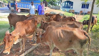 আজ ১৭ সেপ্টেম্বর | চট্টগ্রাম থেকে এসে কেমন দামে ২৬টি হাড্ডিসার গরু কিনলেন দিনাজপুরের পল্লী এলাকায়