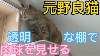 元野良猫モカちゃん透明な棚でくつろいで肉球を見せてくれる😺