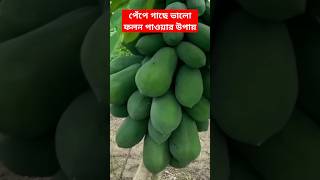 পেঁপে গাছে ভালো ফলন পাওয়ার উপায় #gardening #shortvideos #trending #fruit #viralvideos