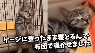 【野良猫保護】ガリガリの子猫を保護したら、幸せになりました。(総集編)