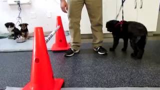 Therapeutic Exercises Video: Cavaletti Poles