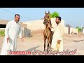 top class kula ghora kuli ghori for sale horse for sale in pakistan