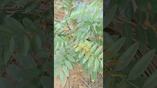 இந்தச் செடி என்ன  செடினு தெரியல I don't know what kind of plant this plant is#shortsvideo