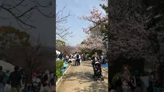 Día festivo en Ashiya-Hyogo-Japón.