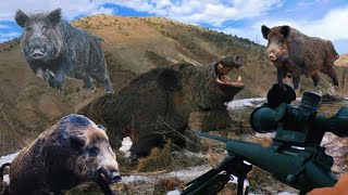 The Most Dangerous Wild Boars and the Brave Hunters | Hunting