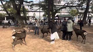 世界一平和な奈良公園で外国人観光客も楽しんだ🫎