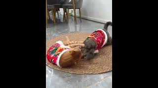 穿上花衣服是不是可爱的很 #catvideo #catsoftiktok #cat #yun #perte #curiosity #猫咪 #萌宠出道计划 #上热门要流量